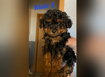 3 Minipudel/Zwergpudelwelprn hypoallergen!