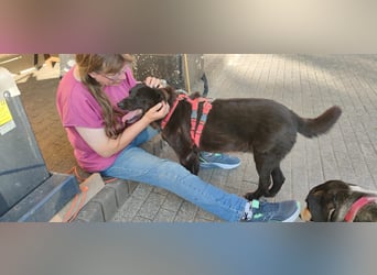 Raven - lieber Anfängerhund in Deutschland