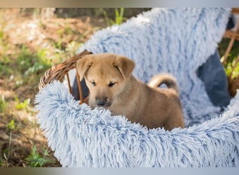 Chip 240683: Hundekind sucht ein Zuhause