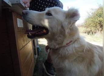 Falcon - junger beeindruckender feiner Hundemann