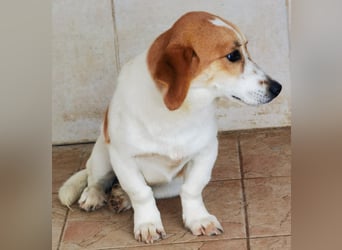 Muffin sucht ein Kuschel-Zuhause!
