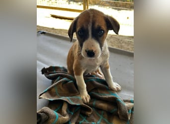 Ragnar, bereits auf PS in DE 53925 Kall /NRW, sucht Traumzuhause!