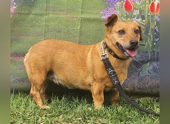 Ginger - Möchte so gerne ihr Körbchen haben