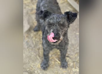 Buksi LM – Sanfte Hundedame sucht warmes Plätzchen für immer