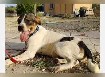 Dante (TO) Ein wundervoller kleiner Hund zum knutschen