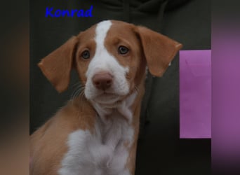 Konrad geb. 03/2025 (ESP) - lustiger Podenco Ibicenco Welpe!