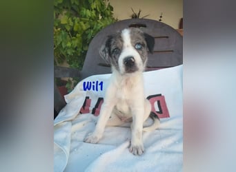 Wil geb. 05/2025 (ESP) - sportlicher Border-Collie-Mix Welpe!