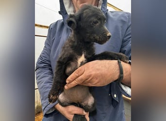 Sweet Coco: offenes, junges, verspieltes Hundemädl