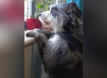 Sonnenschein Greta sucht aktives Zuhause