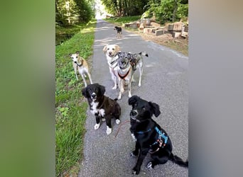 Baloo - junger,lebensfroher Hund