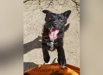 Verspielter ELVIS- sucht Zuhause für immer