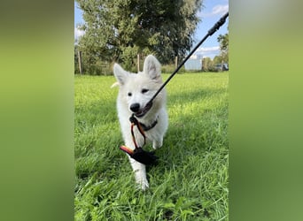 Weiße Schäferhundwelpen - Herzensbrecher für Familie, Sport und Show