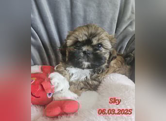 Unsere reinrassige Shih Tzu Hündin Sky sucht ab mitte Mai noch ihr neues Zuhause