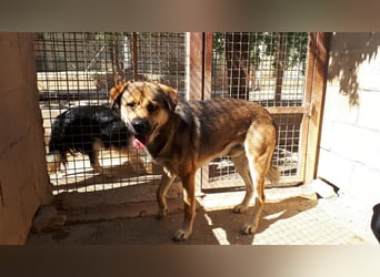 SIBILO - treuer Hundemann