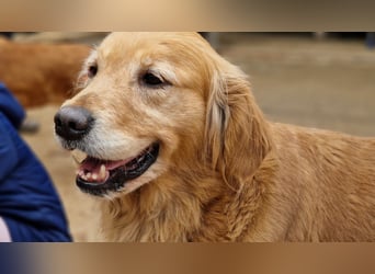 Roxi, verschmuste, kinderliebe Golden Retriever Hündin geb. 2018