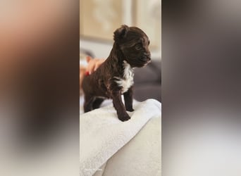 Süsses Yorki Bolonka Zwetna Mädchen Welpe abzugeben