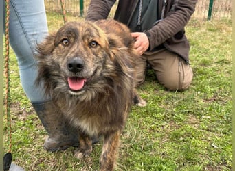 Calypso, geboren 01.07.2023, 53cm sucht sein Zuhause