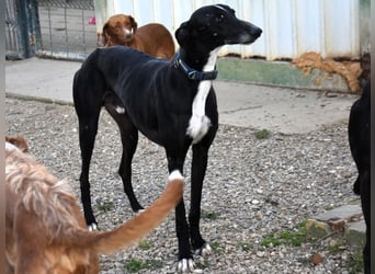 Faro2 05/2022 (in Deutschland) - verspielter und lieber, bezaubernder Galgo!