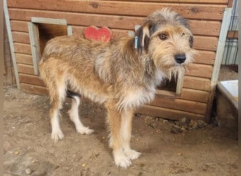 ♥SOUL♥ niedliche, anfangs noch vorsichtige Hündin mit dem zauberhaft getigerten Struppifell 47 cm