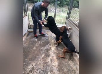 Darko Rottweiler Mischling Rüde Senior sucht Zuhause für immer oder Pflegestelle