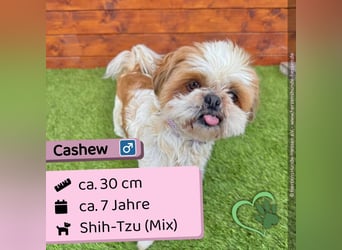 Cashew - ruhig, sozial