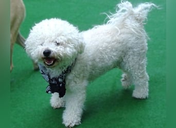 BUBI Bichon Mix