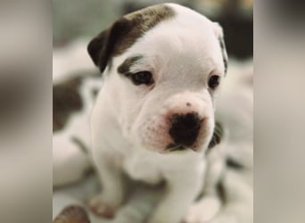 American Bulldog Welpen aus Hybrid/Standard Verpaarung ab Mitte Juni abzugeben, www.cocodin-bulls.de