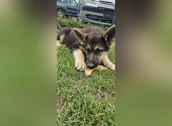 Osteuropäische Schäferhund Welpen