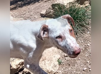 quirliger freundlicher LOUI sucht liebevolles Zuhause
