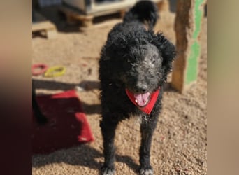 Schäferhund-Mix Leo sucht seine Familie ❤️