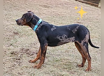 Louisiana Leopard - Catahoula