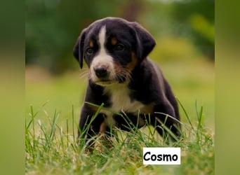 Appenzeller Sennenhund Welpen