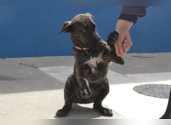 Pipoca, wird mal ein ganz großes Hundemädchen