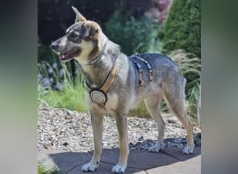 Nadja - fröhliche, aktive, liebe Schäferhund Mix Hündin / Pflegestelle in Remlingen