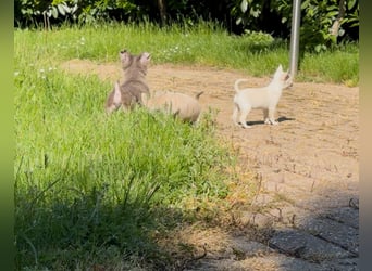 Chihuahua Welpen reinrassig Rüde Mai2025