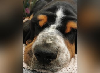 Basset Hound Welpen