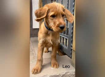 Labradoodle F1 apricot
