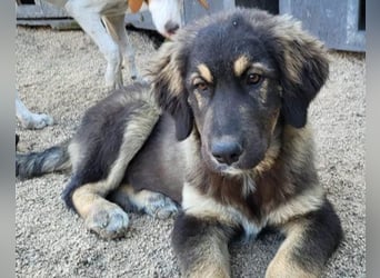 Aramis ❤️ liebevoll aufgeweckter Jungrüde