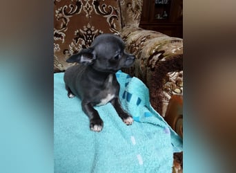 Reinrassige Chihuahua Welpen, Papiere, verkaufen