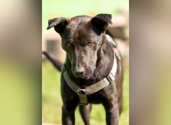 Jack sucht ein Zuhause oder eine neue Pflegestelle