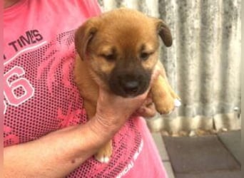 Welpe Teddy: Neu im Tierheim