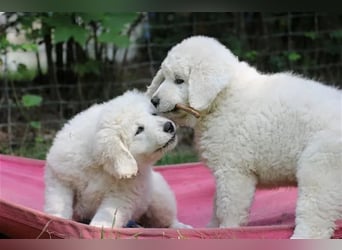 Kuvasz Welpen - Zucht - vom Crystal Diamonds - Mitglied im VDH/ FCI.