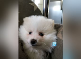 Zuckersüßer Pomeranianwelpen