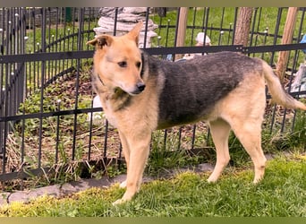 schüchterner Schäfer-Mix-Senior Benny