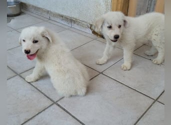 Welpe ♥Lorenz♥ der kleine Charmeur