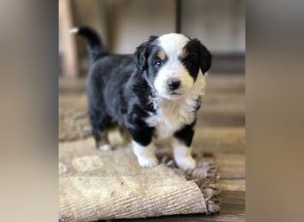 Mini Aussie Babys / Mini American Shepherds aus Liebevoller Aufzucht