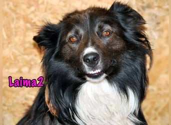 Laima2 01/2021 - sportliche und aufmerksame, wunderschöne Border-Collie-Mix Hündin!
