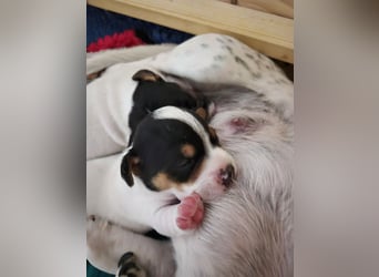 Jack Russell Welpen