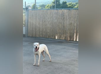 Dogo Argentino