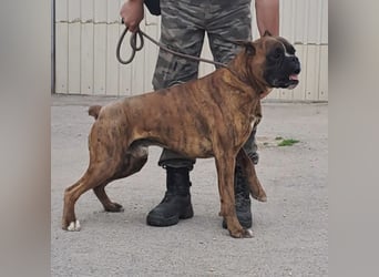 MAFLAS- BOXER RÜDE SUCHT NEUES ZUHAUSE